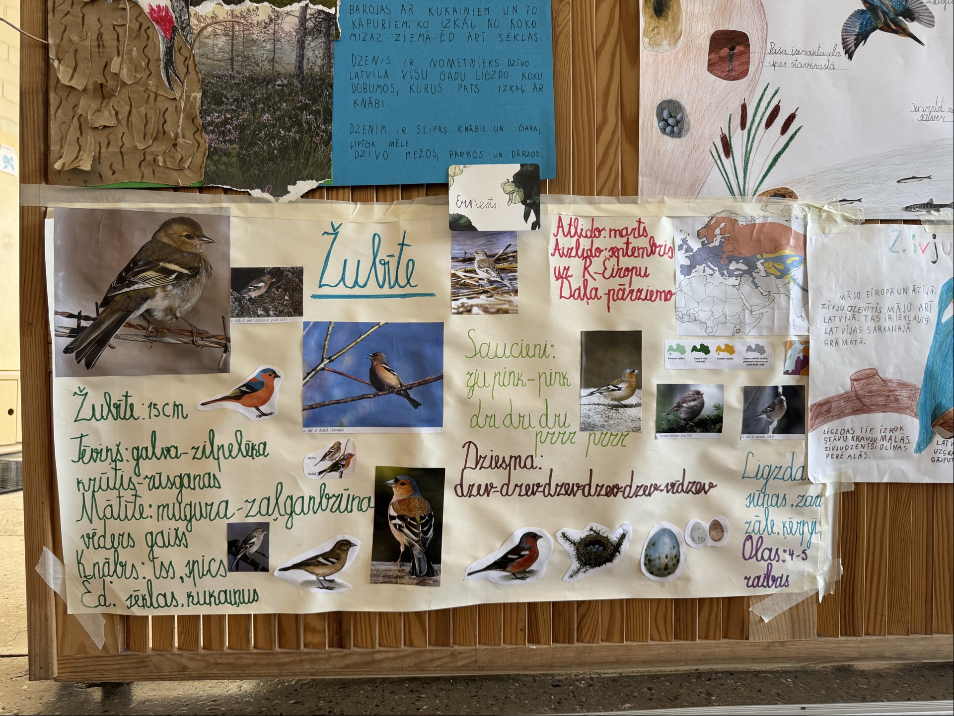 Galerijas bilde